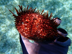 Heliocidaris tuberculata