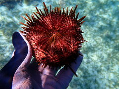 Heliocidaris tuberculata