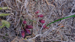 Darwinia speciosa