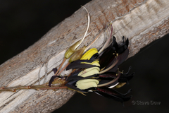 Kennedia nigricans