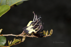 Kennedia nigricans