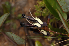 Kennedia nigricans