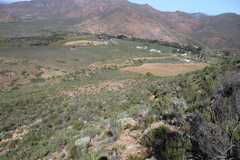 Agathosma foetidissima