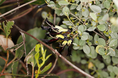 Kennedia nigricans