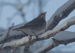 Turdus atrogularis