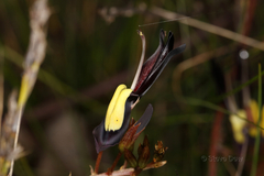 Kennedia nigricans
