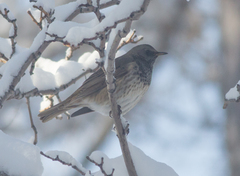 Turdus atrogularis