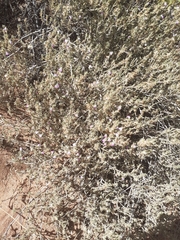 Justicia divaricata