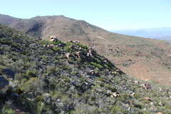 Agathosma foetidissima