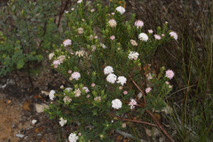 Pimelea ferruginea