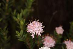 Pimelea ferruginea