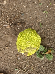 Maclura