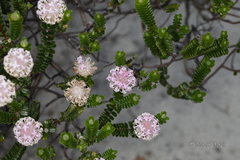 Pimelea ferruginea