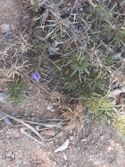 Aptosimum spinescens