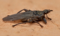 Pseudolynchia canariensis