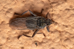 Pseudolynchia canariensis