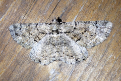 Peribatodes ilicaria