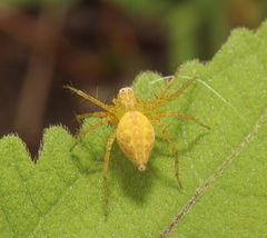 Oxyopes punctatus