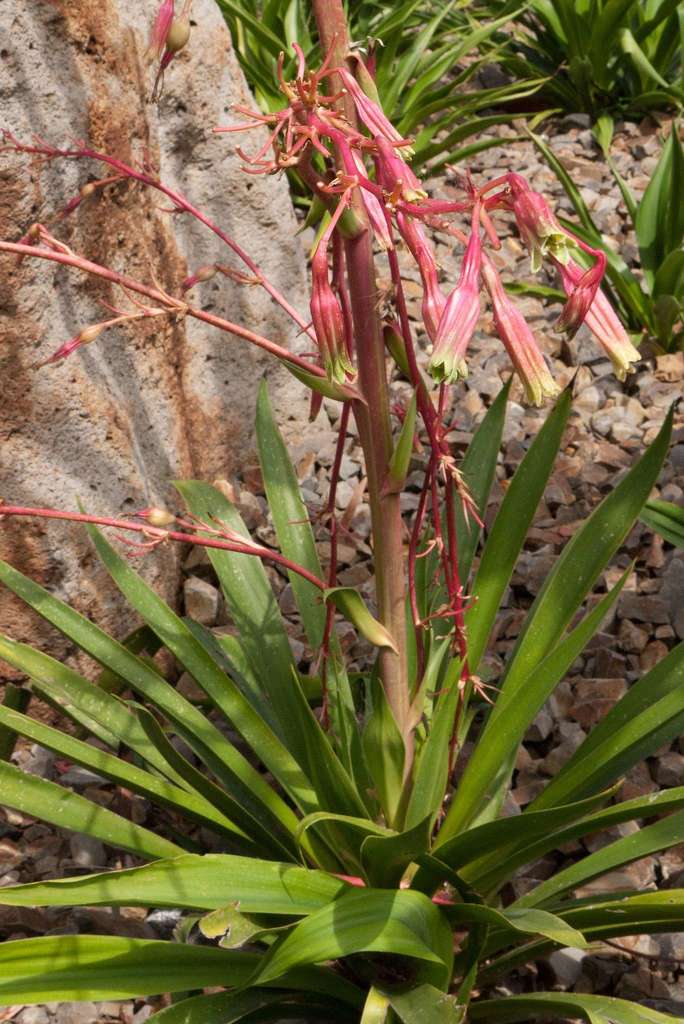 Beschorneria septentrionalis