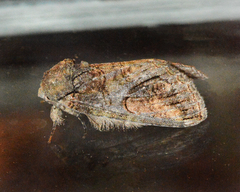 Heterocampa obliqua
