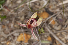 Caladenia discoidea