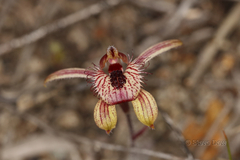 Caladenia discoidea