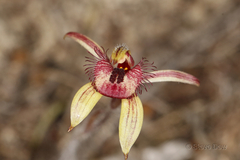 Caladenia discoidea