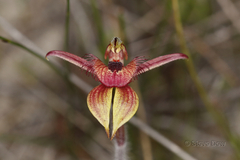 Caladenia discoidea