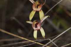 Caladenia discoidea