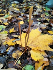 Macrotyphula fistulosa