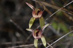Caladenia discoidea