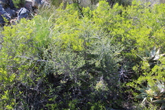 Asparagus mucronatus