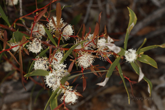 Hakea nitida