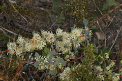Hakea prostrata