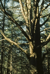 Cedrus atlantica