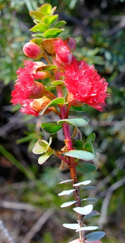Image of Verticordia grandis by (c) Peter Crowcroft, some rights reserved (CC BY)