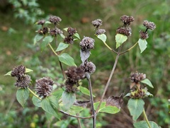 Pycnanthemum muticum