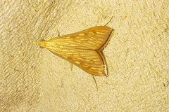 Antigastra catalaunalis
