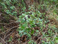 Pycnanthemum muticum