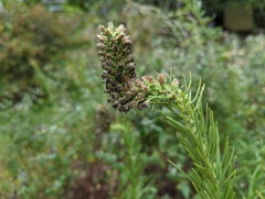 Liatris pycnostachya