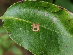 Coptodisca splendoriferella