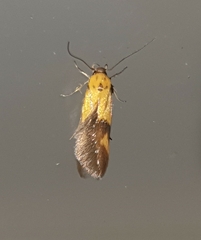 Stathmopoda auriferella