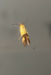 Stathmopoda auriferella