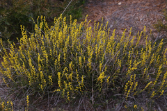Synaphea petiolaris