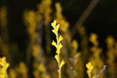 Synaphea petiolaris