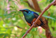 Lesser Blue-Eared Starling photo 2