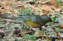 Turdus libonyana