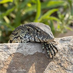 Varanus niloticus