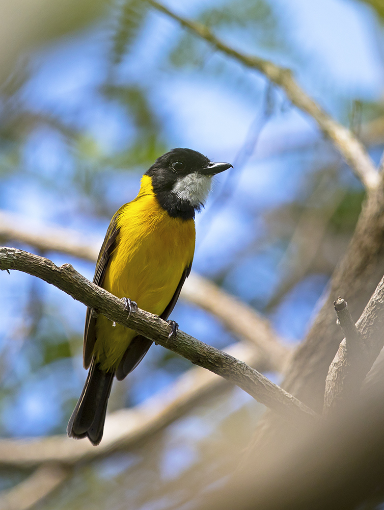 Rusty Whistler photo