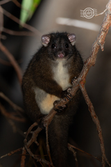 Pseudocheirus occidentalis